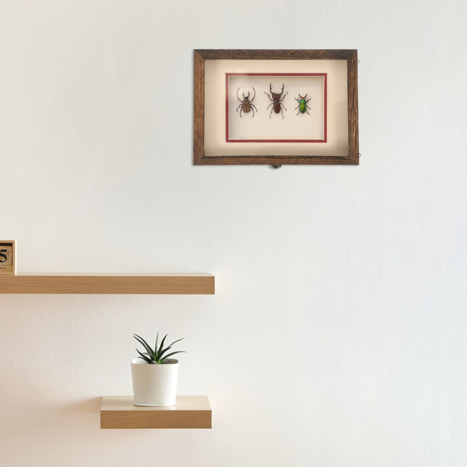 Vitrine en bois pour présentat - Frame Display Wood avis et prix